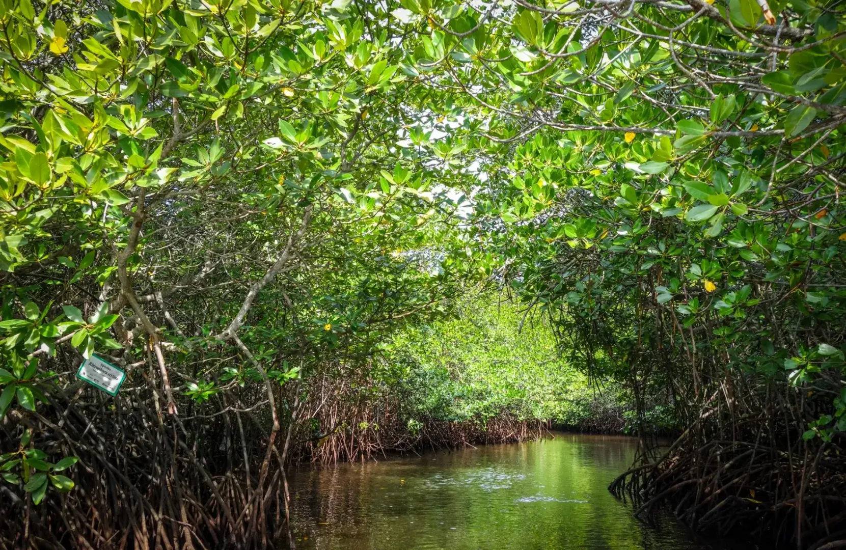 A Hidden Paradise: Exploring the Mangrove Forest in Nusa Lembongan