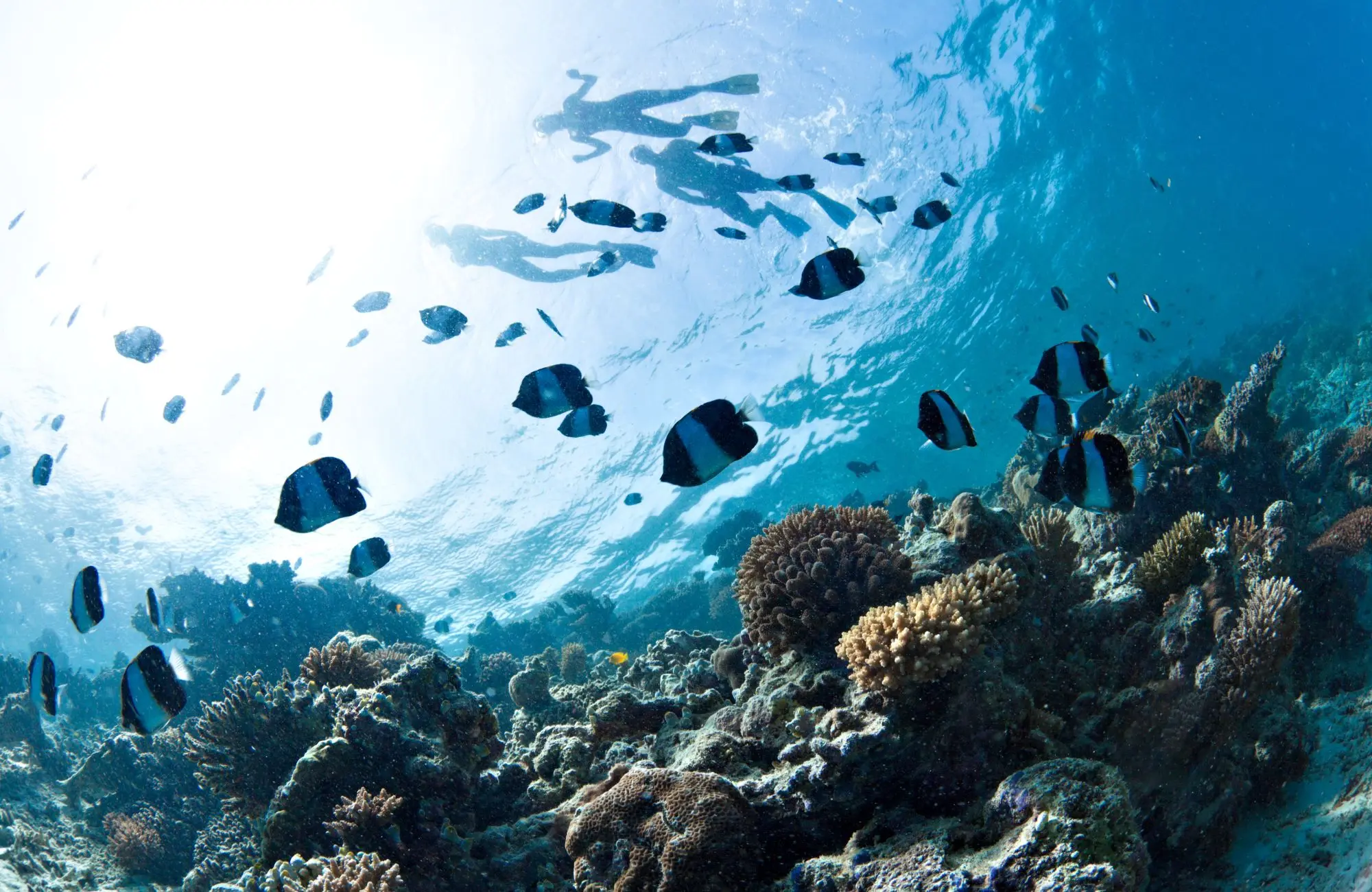 Dive into Paradise: Explore the Best Snorkeling Spots Around Nusa Lembongan & Beyond